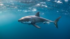 Great white shark