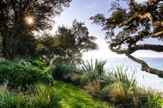 The shore walk, protected by elaeagnus, hebe and griselinia, which thrive by the sea.