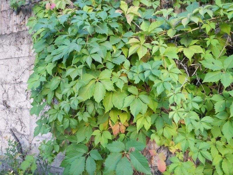 Nokia XR20 Camera Sample