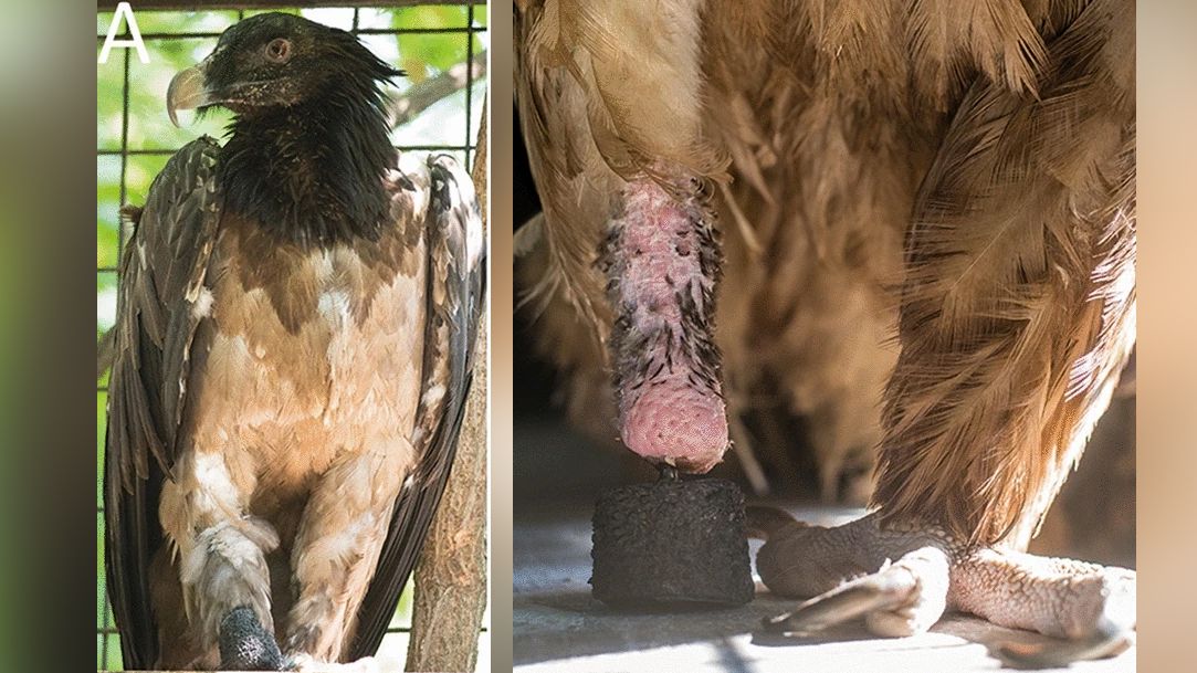 After the prosthetic surgery was complete, the vulture was able to stand and distribute weight on both extremities, preventing pressure-induced issues on the healthy limb, the researchers said.