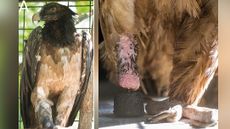 After the prosthetic surgery was complete, the vulture was able to stand and distribute weight on both extremities, preventing pressure-induced issues on the healthy limb, the researchers said.