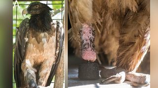 After the prosthetic surgery was complete, the vulture was able to stand and distribute weight on both extremities, preventing pressure-induced issues on the healthy limb, the researchers said.