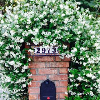 Star Jasmine Vine Shrub