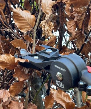 Close up of Felco 290 pruner blades cutting beech hedge in fall