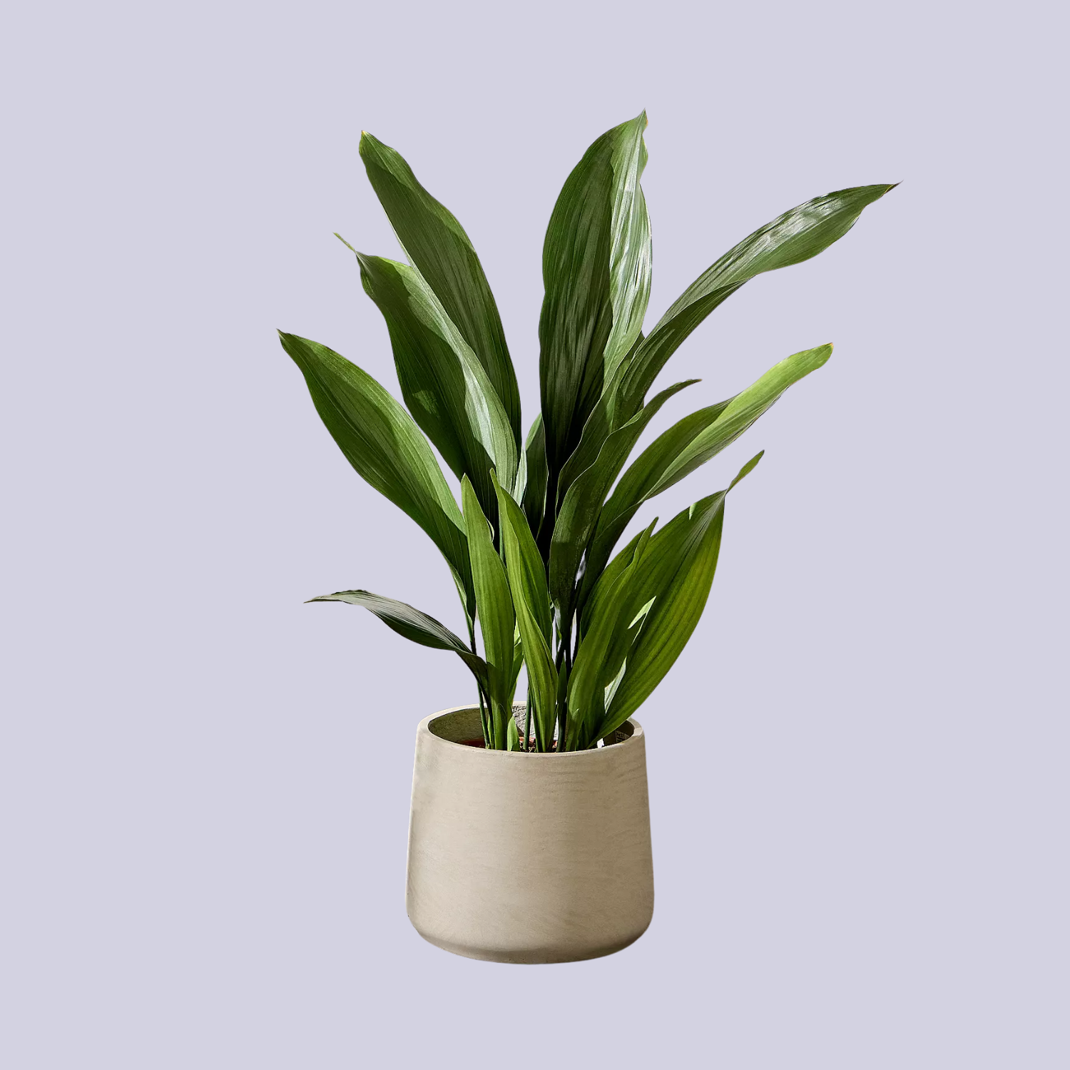 A potted cast iron plant