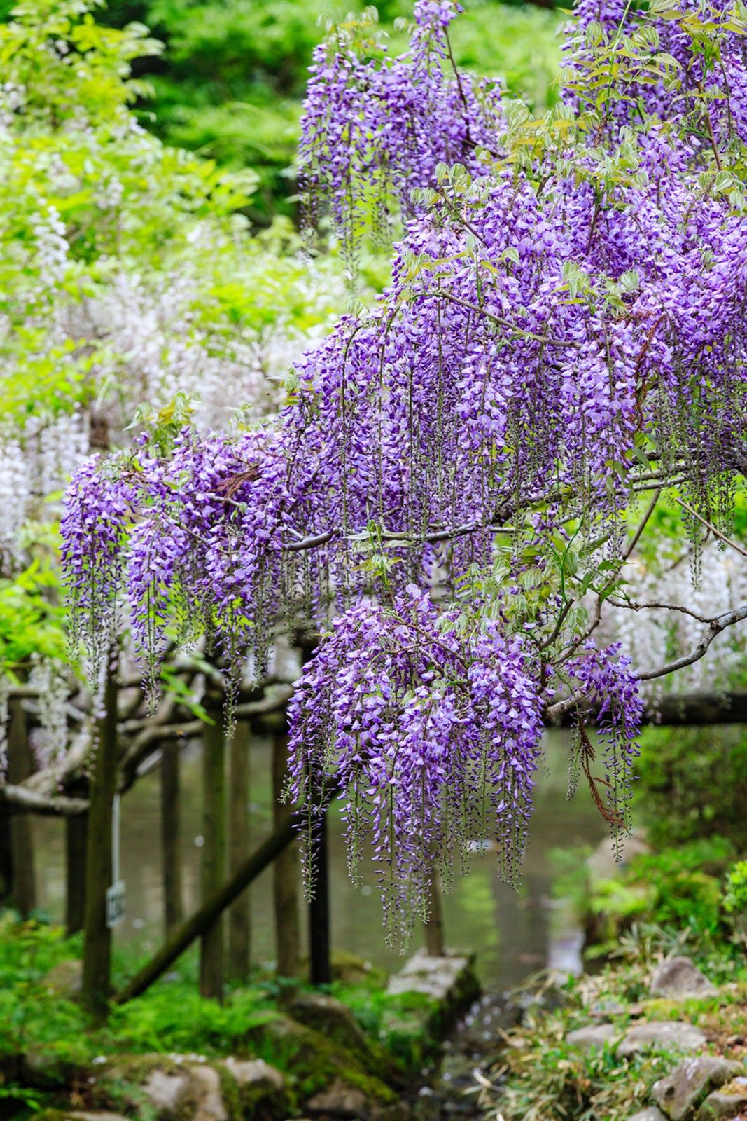 Purple Flowered Wisteria Vines