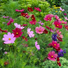 Assortment of colourful cosmos growing in field