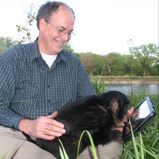 Teco, son of the bonobo Kanzi, looks at a tablet.