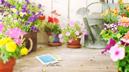 Spring Garden Flowers and Flower Seeds on an Old Wood Table and Wood Background. Focus on seeds