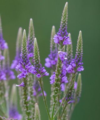 Blue vervain flowers