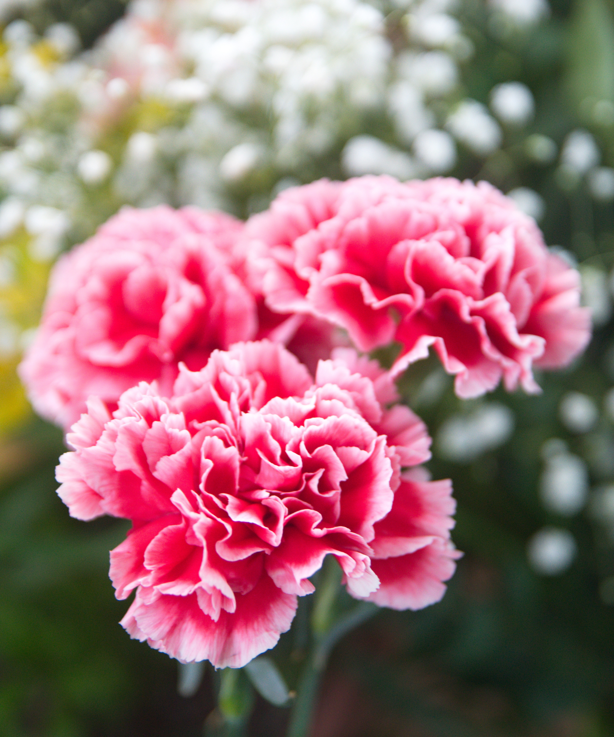 pink and red dianthus flowers