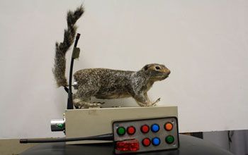 Robotic Squirrel