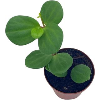 Trailing Jade peperomia rotundifolia