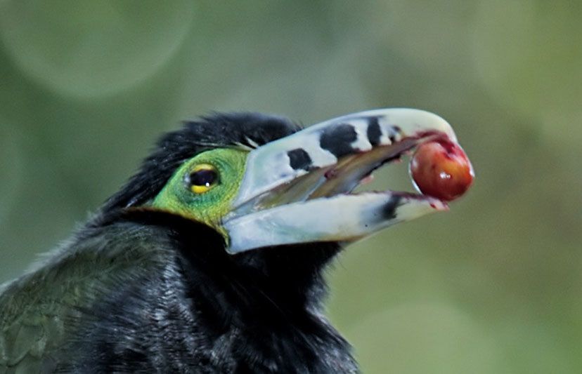 Toucanet eating palm fruit