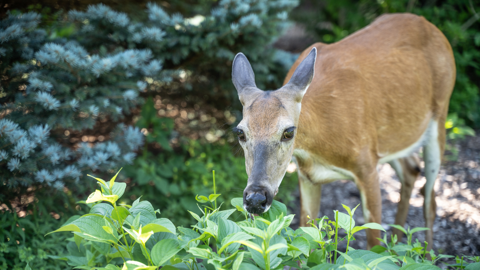 Deer eating hydrangea bush