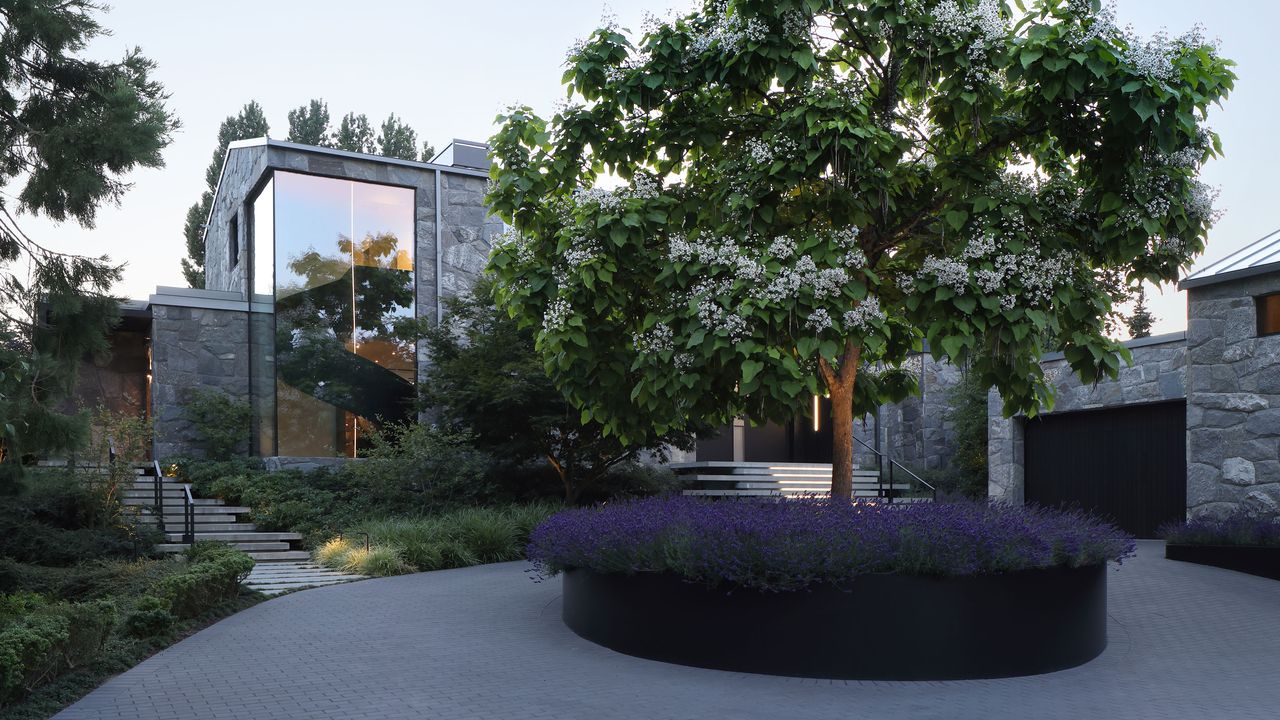 a front yard with a large tree, turning circle and lavender planted