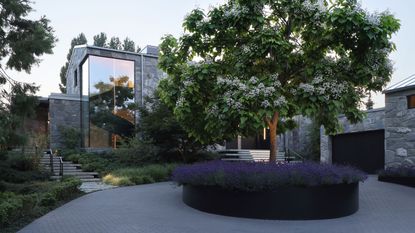 a front yard with a large tree, turning circle and lavender planted