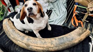 A beagle with a tusk bone
