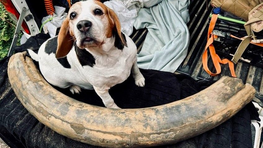 A beagle with a tusk bone