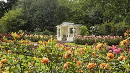 the roses gardens at Buckingham Palace Gardens
