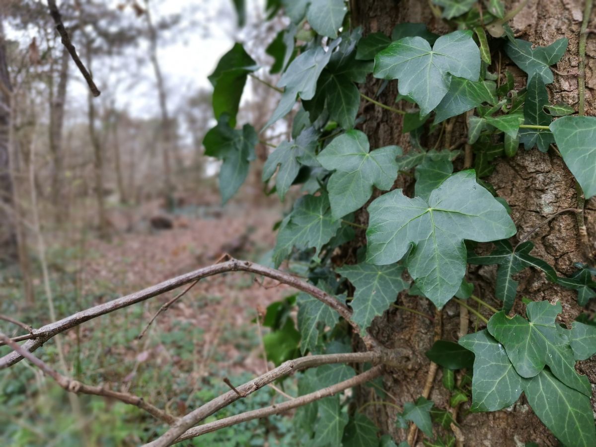 Aperture mode isn&rsquo;t perfect, but can come up with some attractive results.