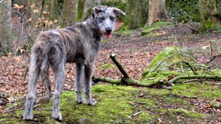 Lurcher dog standing in woodland