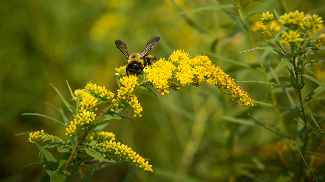 keystone planting of goldenrod supporting bumblebee