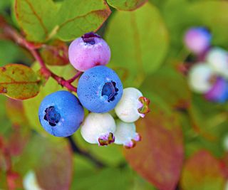 Blueberries at various stages of ripeness on the plant