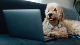 Dog sitting at the computer