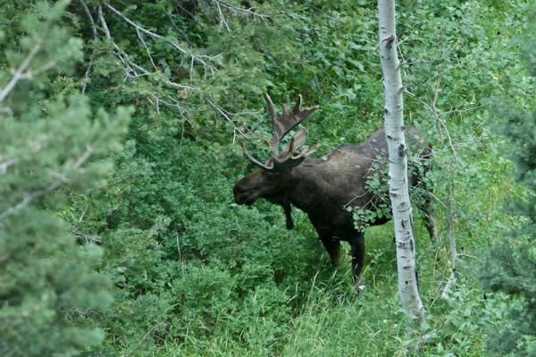 A moose came out to check out the race today but fortunately stayed away from the road.