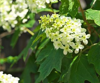White blooms of an oakleaf hydrangea