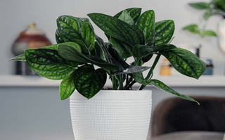 Peru Monstera in a white pot