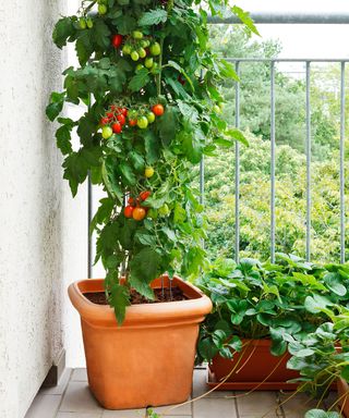 Tomato plant with green and red tomatoes in a pot and strawberry plants with offshoots on a balcony, urban gardening, copy space