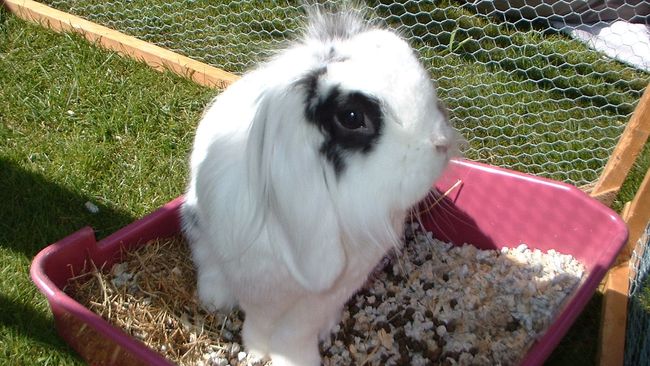 How to clean a rabbit cage | PetsRadar