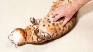 Bengal cat being tickled on the belly