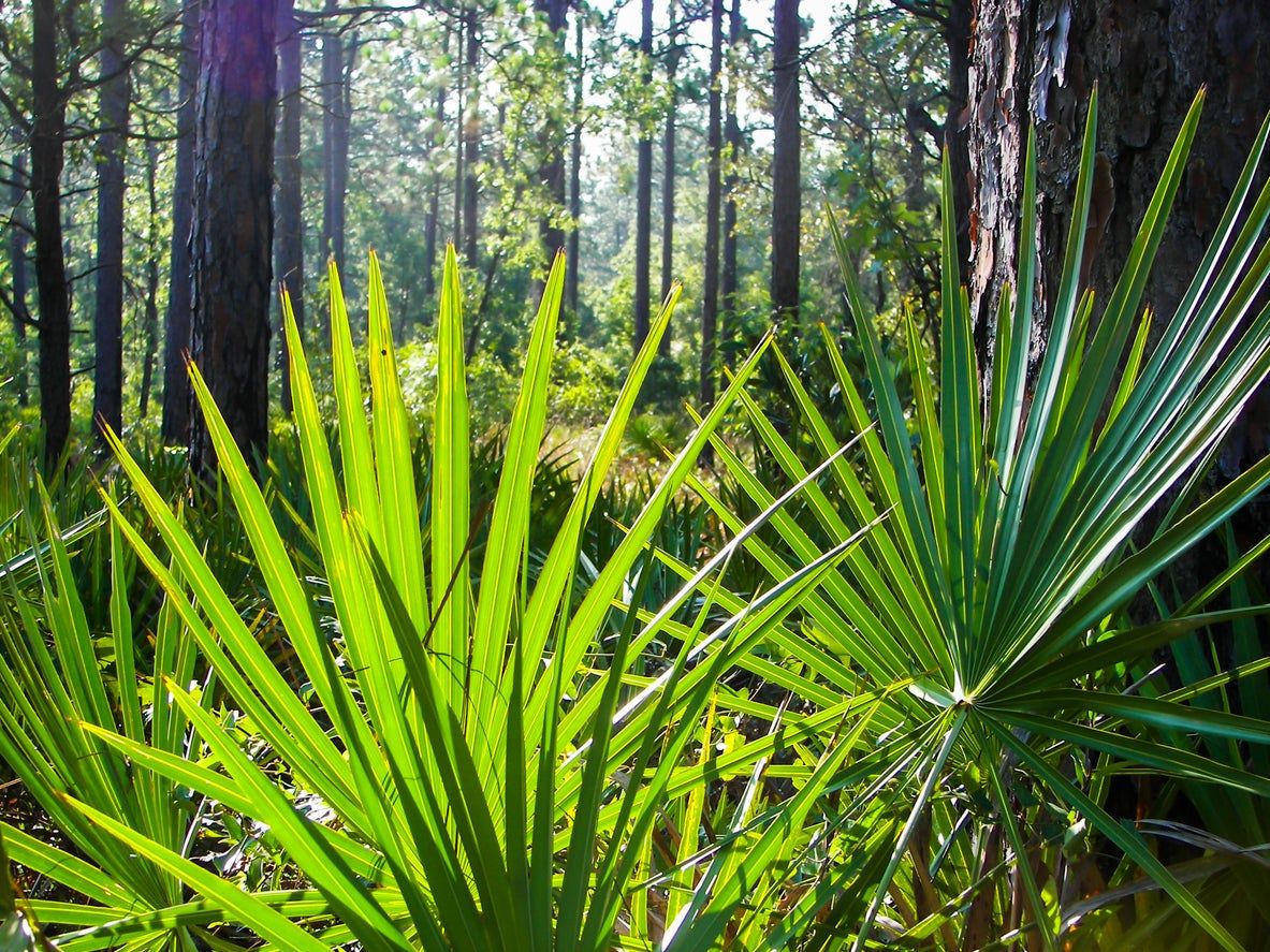 Green Plants With Blade Like Leaves