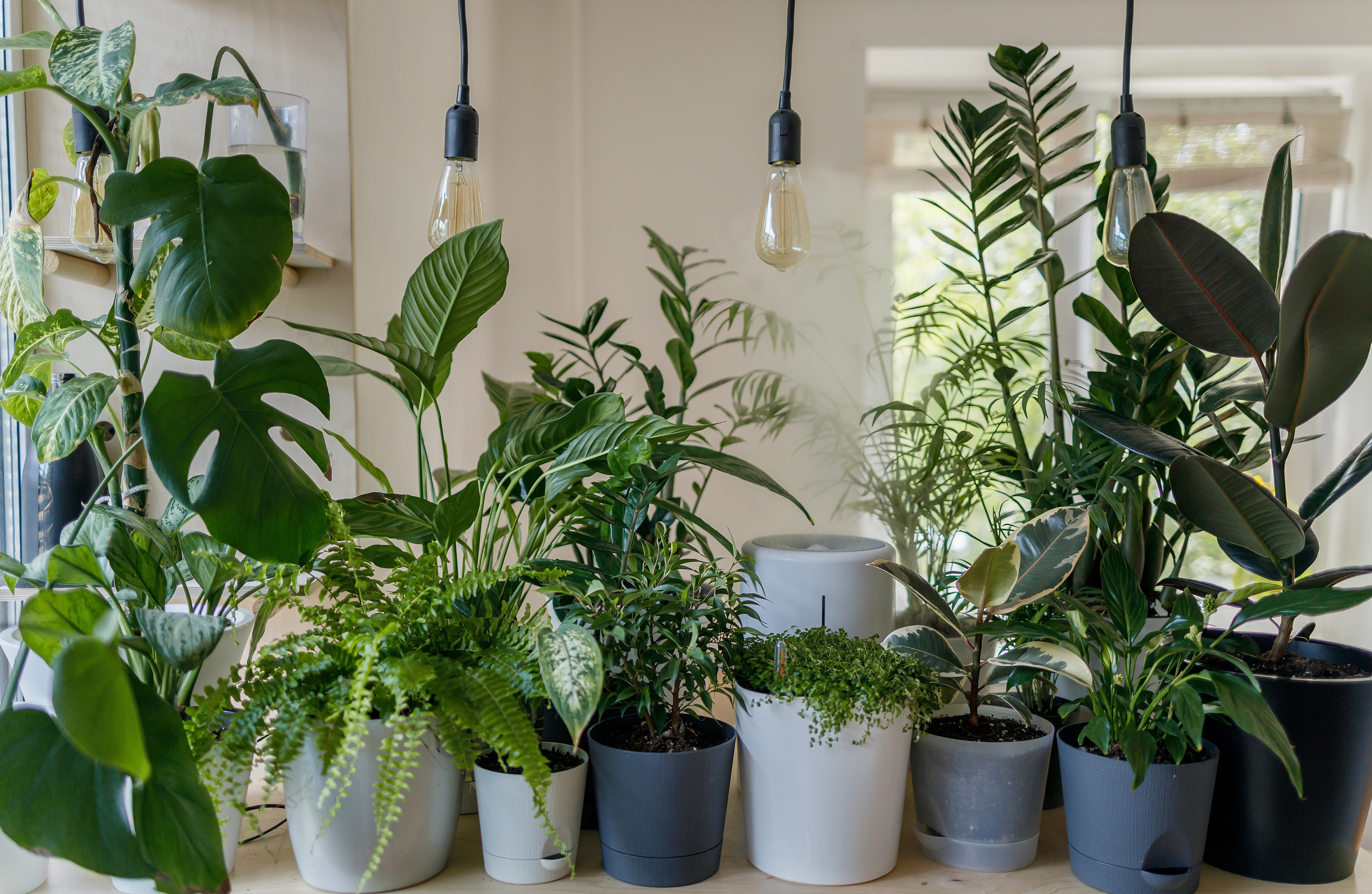 indoor garden ideas: row of houseplants