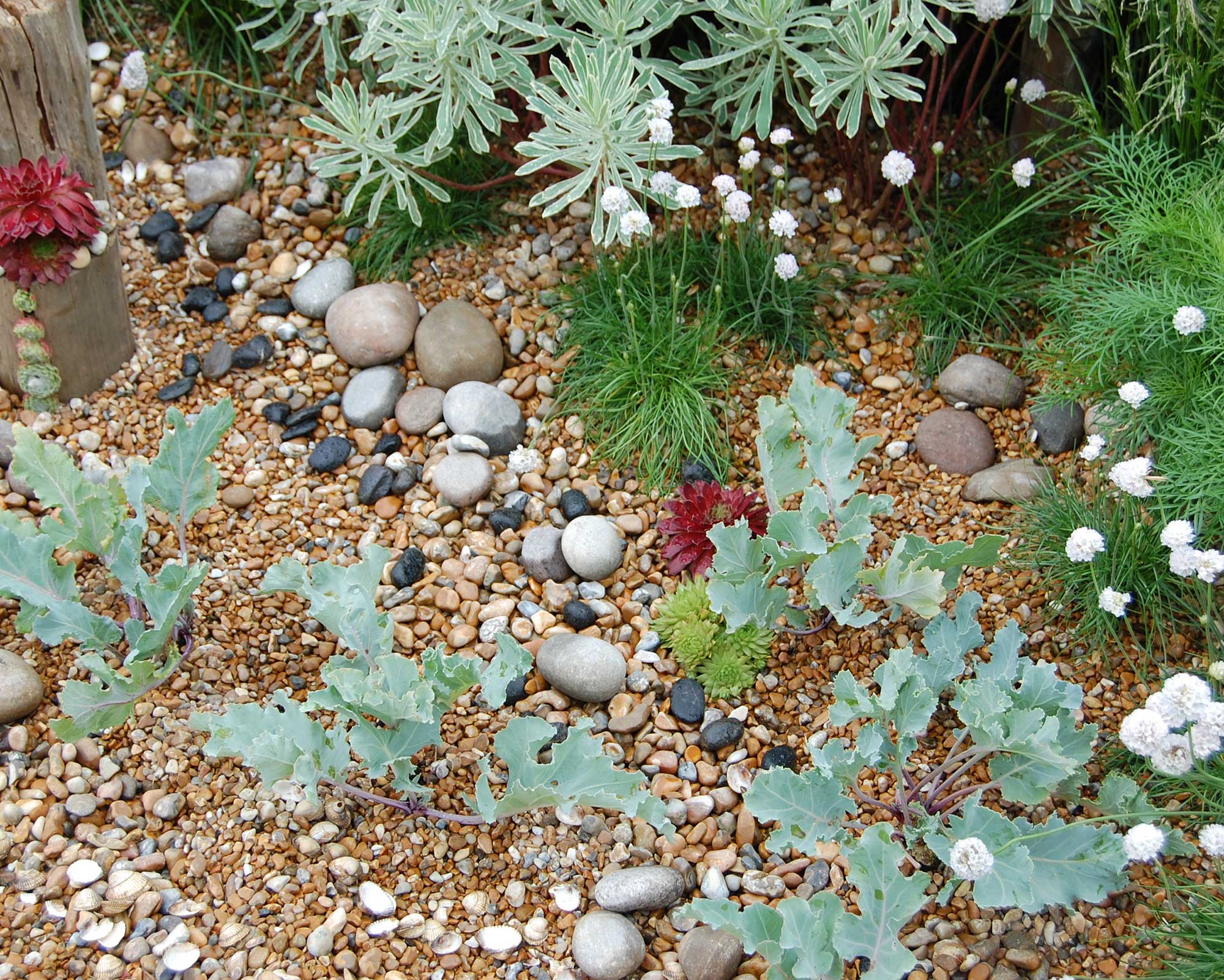 gravel garden with coastal plants