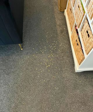 cereal test on gray carpet