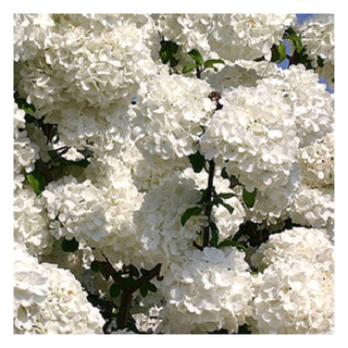 A close-up of a snowball hydrangea bush