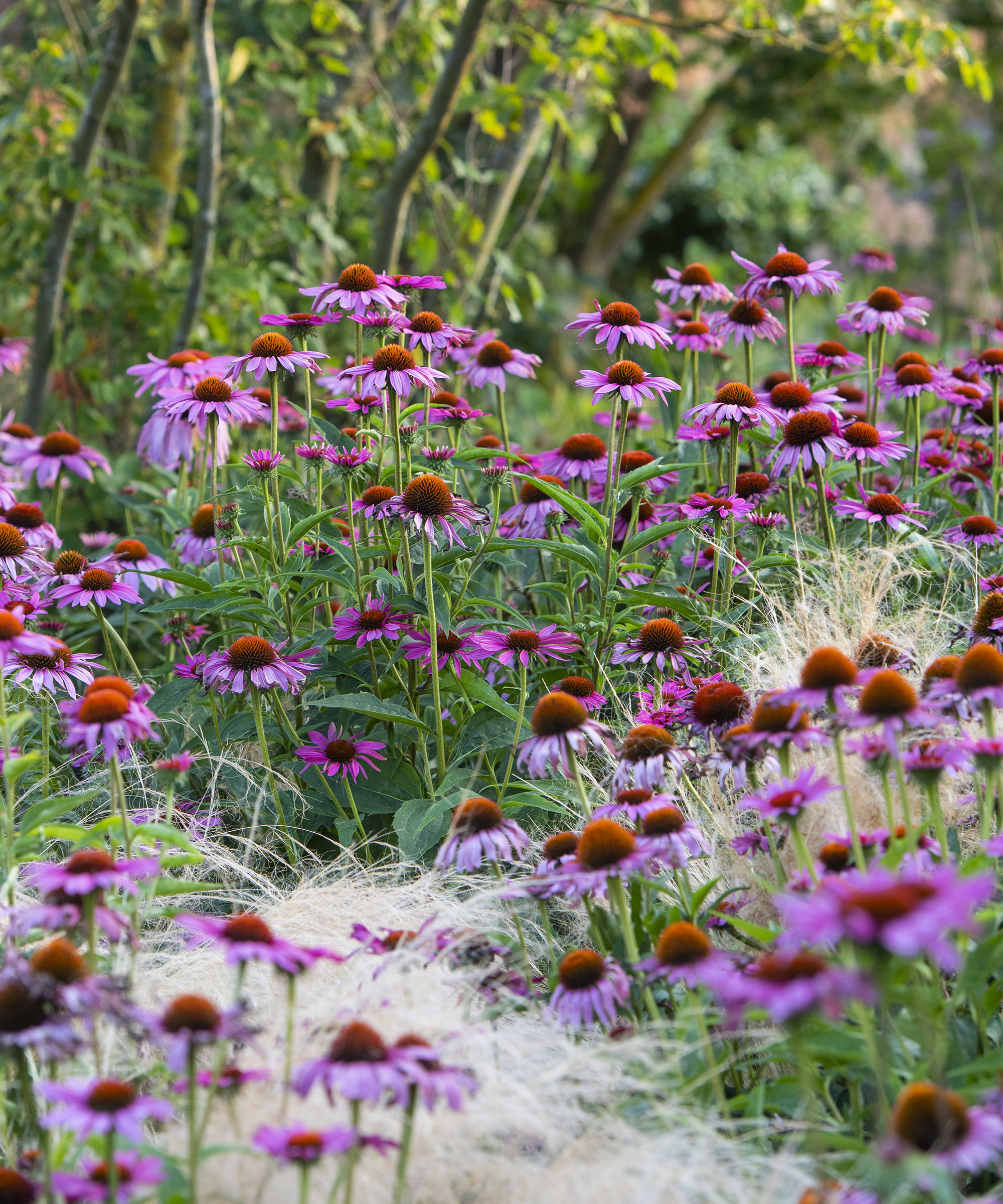 A summer border at RHS Garden Hyde Hall filled with echinacea plants