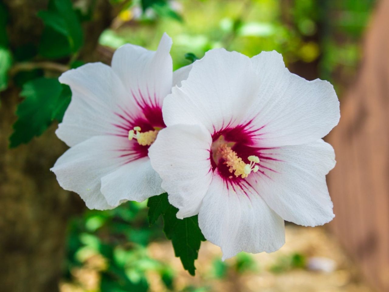 White Hibiscus Flowers