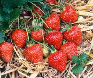 strawberry varieties Florence ripening on a bed of straw