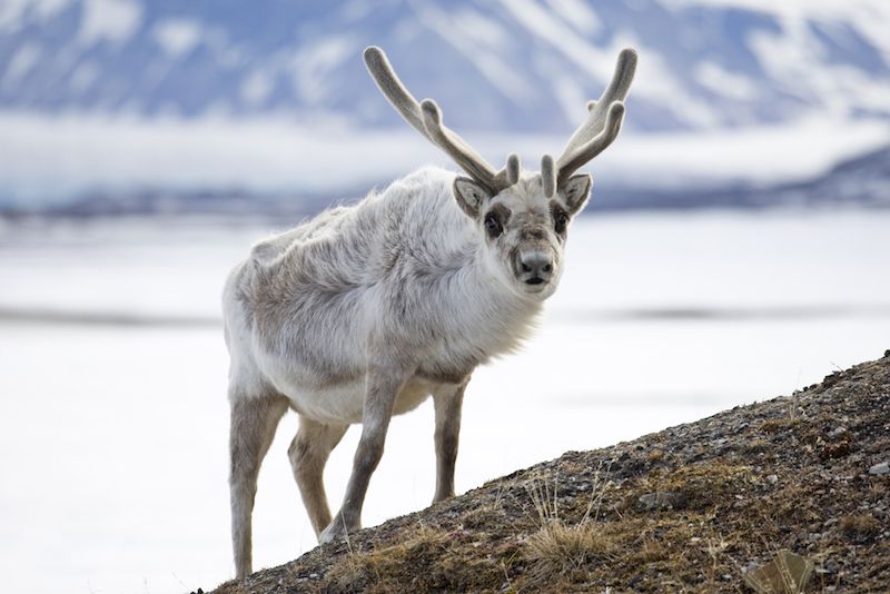 Svalbard reindeer 