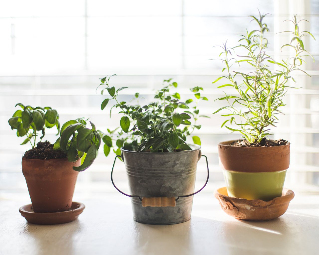 indoor herb garden