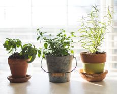 indoor herb garden