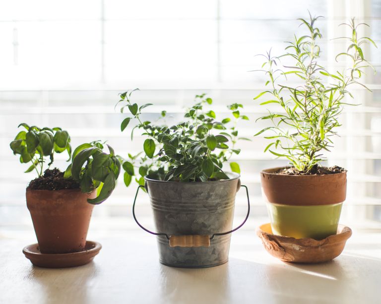How To Grow An Indoor Herb Garden, Indoor Herb Garden Basics
