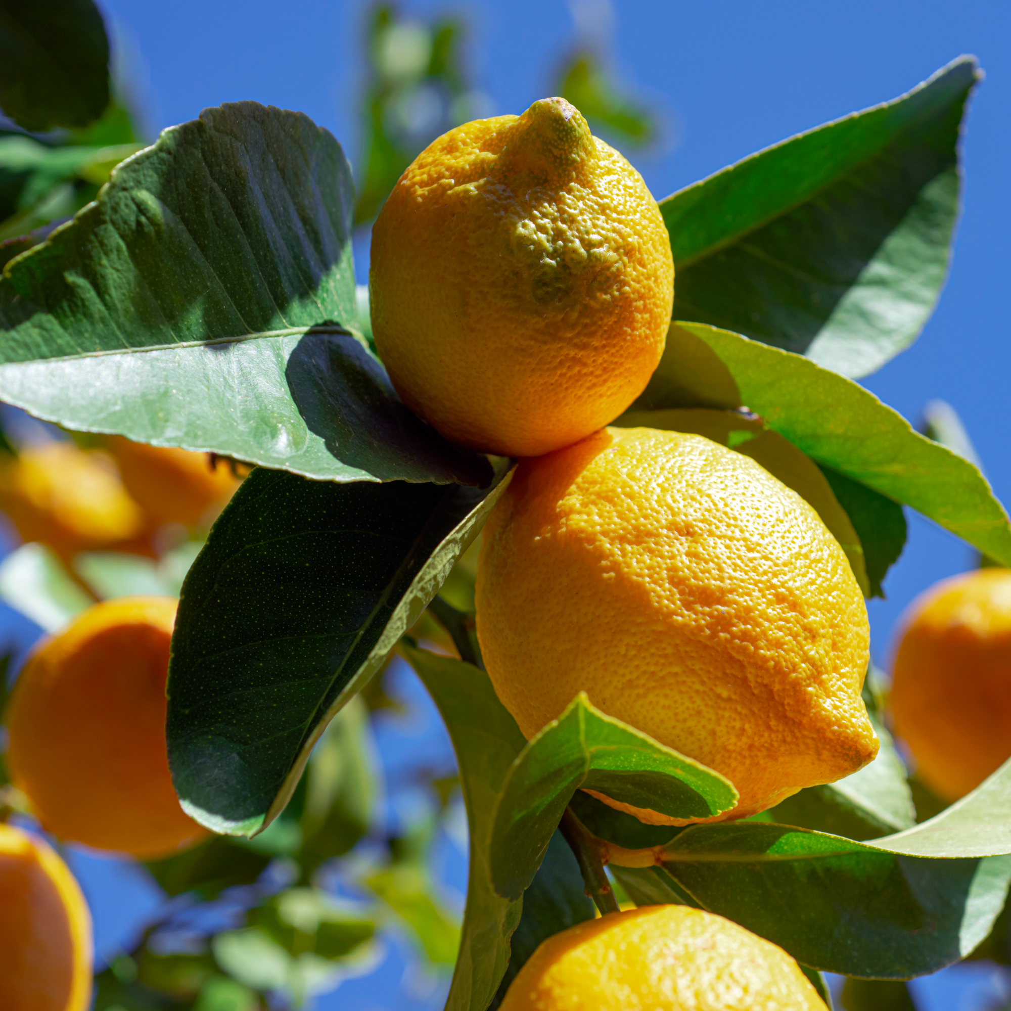 Close-Up of lemon tree with ripe lemons against a blue sky