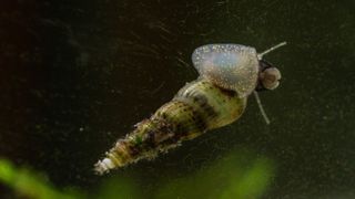 Malaysian trumpet snails