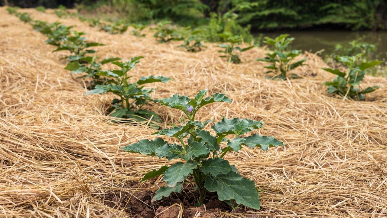 Eggplants growing under mulch